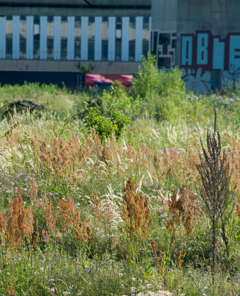 Absolut einmaliges Objekt in der Schweiz: Trockenwiese beim Badischen Bahnhof