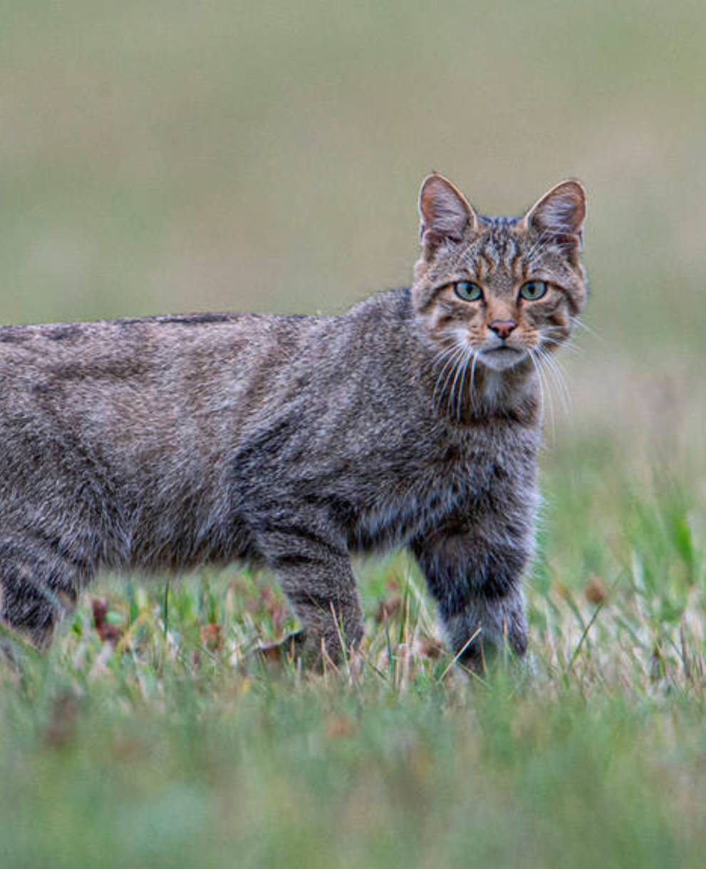 gatto selvatico in prato