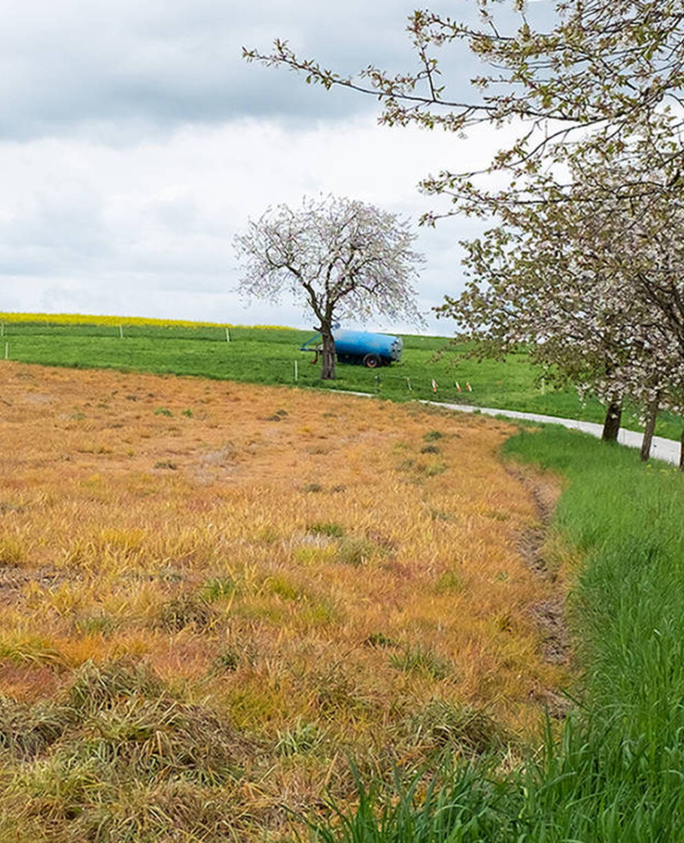 Wiese nach dem Einsatz von Pestiziden. Eine pflanzliche Wüste