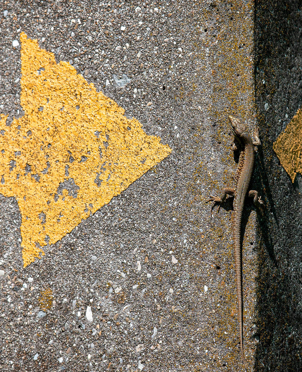 1. Preis «Wilde Ecken»: Neil Dodd, 1297 Founex. Mauereidechse