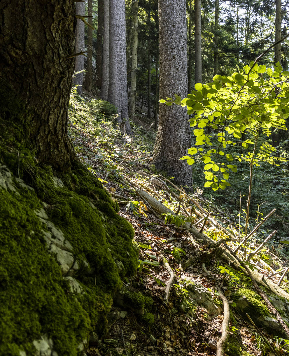 Strukturreiche Wälder mit steinigen Partien sagen dem Gartenschläfer zu.