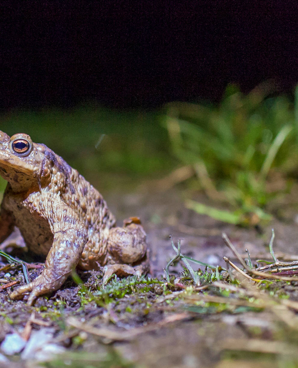 Erdkroete_cr_Matthias Sorg