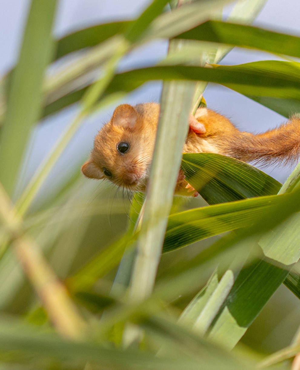 Haselmaus_cr_sophie_giriens