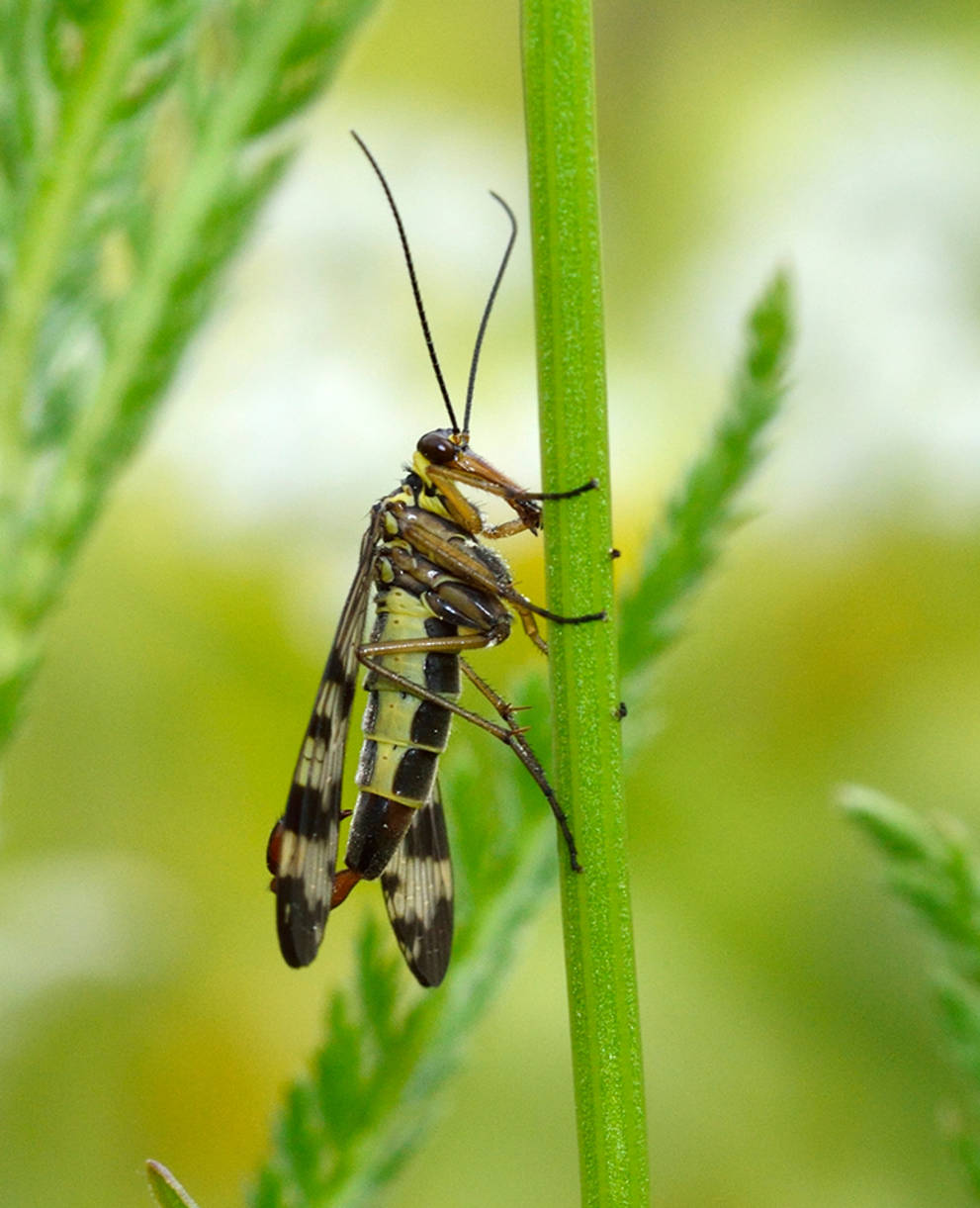 Skorpionsfliege in Blumenwiese