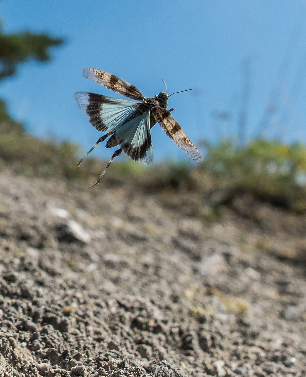 Blauflügelige Ödlandschrecke (Oedipoda caerulescens) 