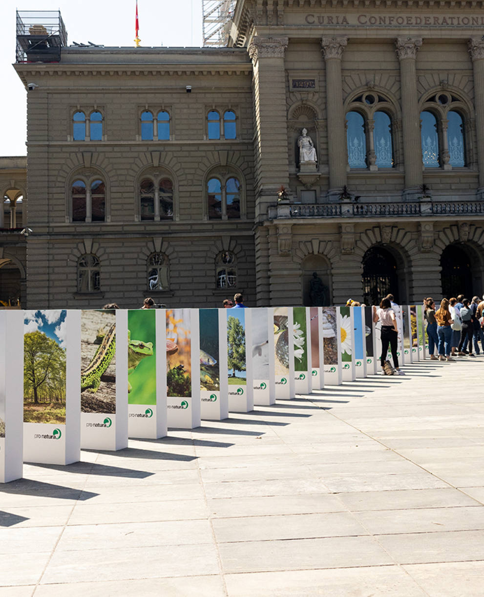 Domino per la biodiversità