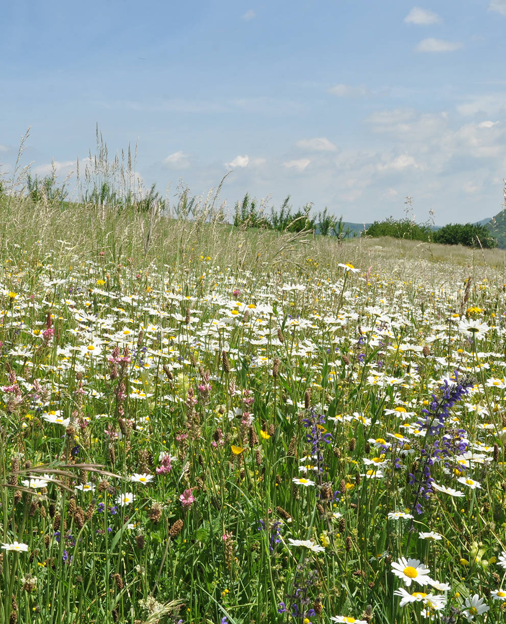 Empfängerfläche Mahdgut