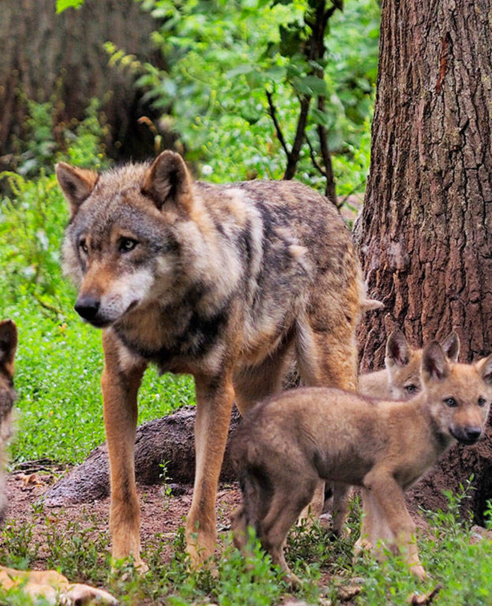 Wolfsfamilie im Wald