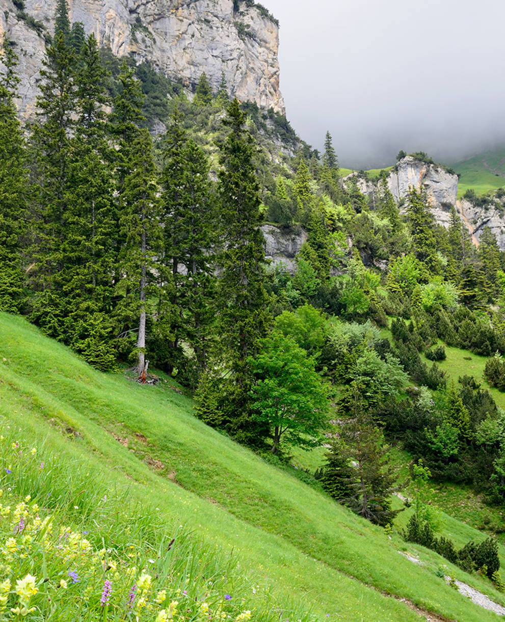 Blumenwiese bei Rophaien UR