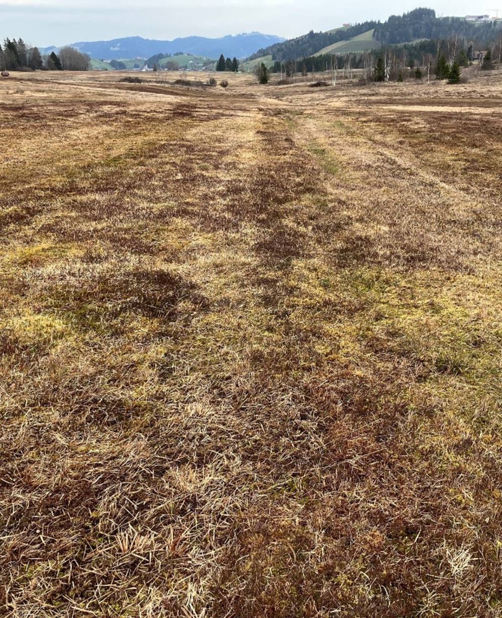 Aufgefüllte Entwaesserungsgraeben Moor Rothenthurm