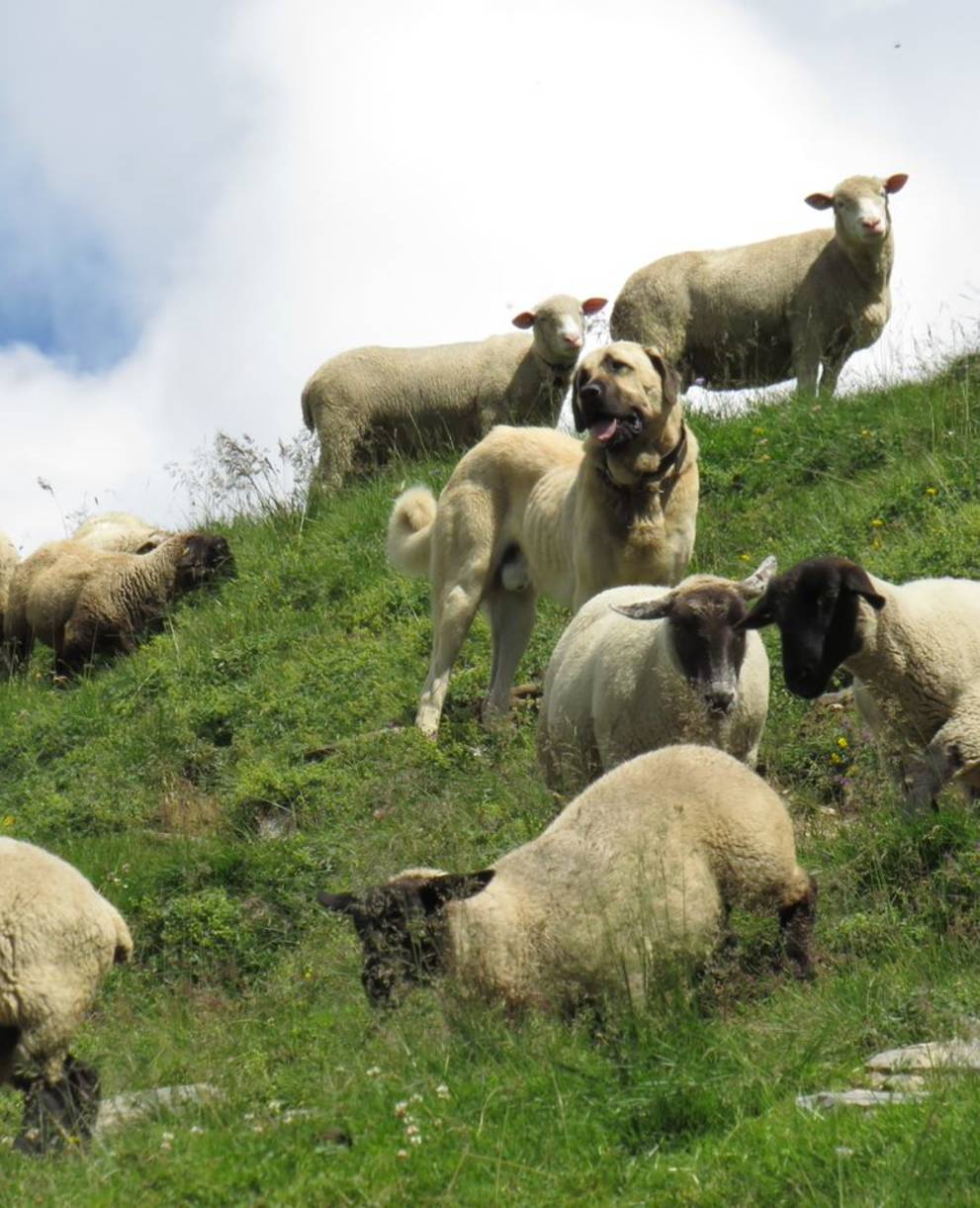 Ein Herdenschutzhund im Einsatz © Pro Natura