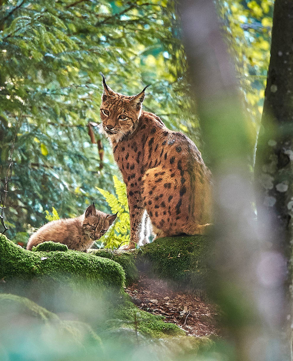 Luchsmutter mit Baby