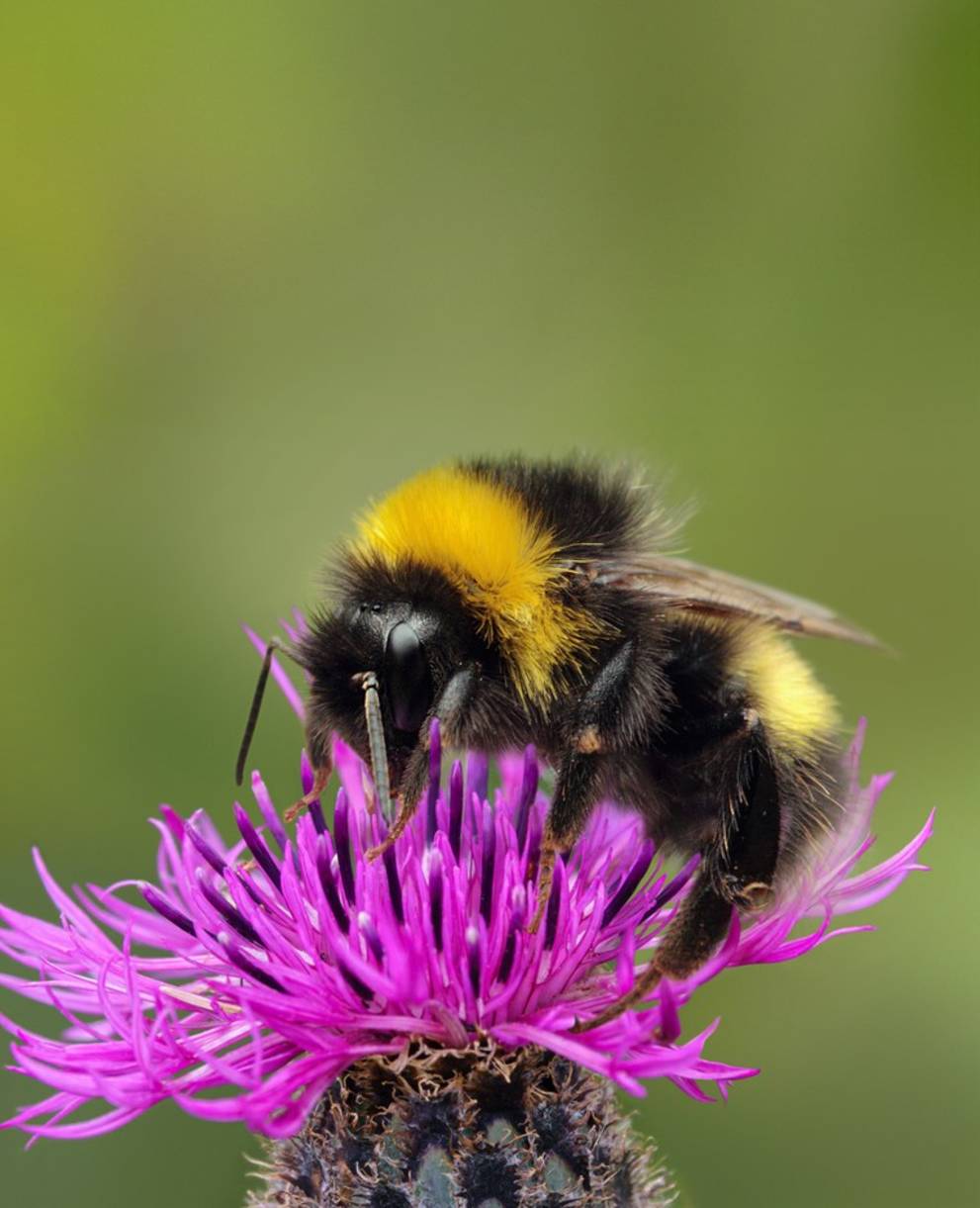 Titelbild Biodiversitätskampagne