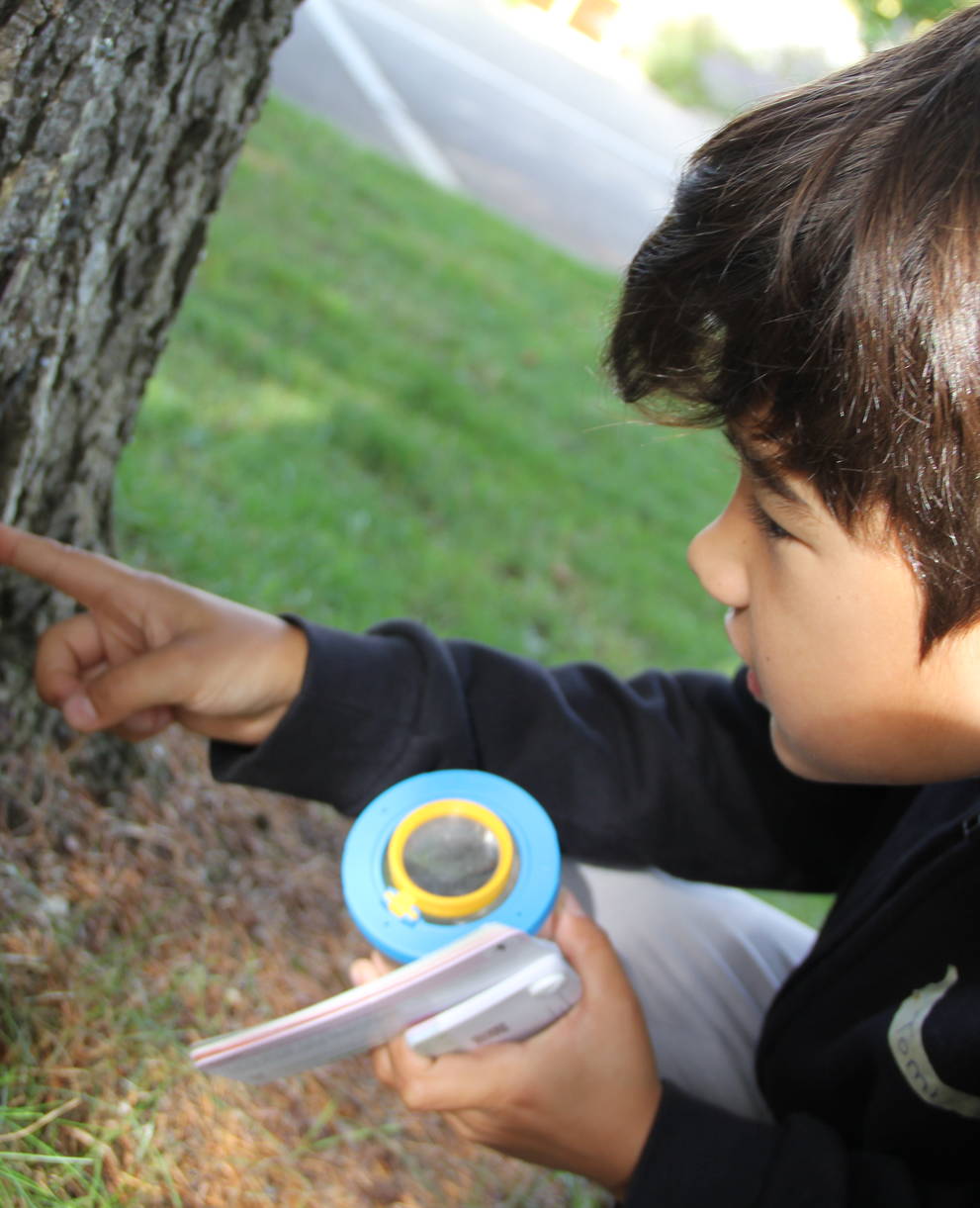 Animation Erstaunliche Insekten