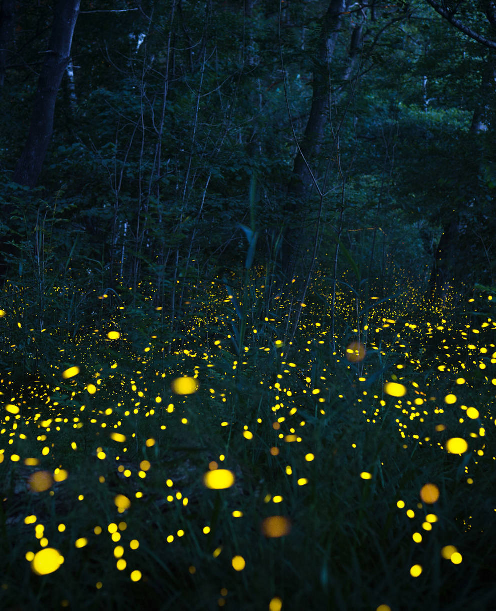 Glühwürmchen im Wald
