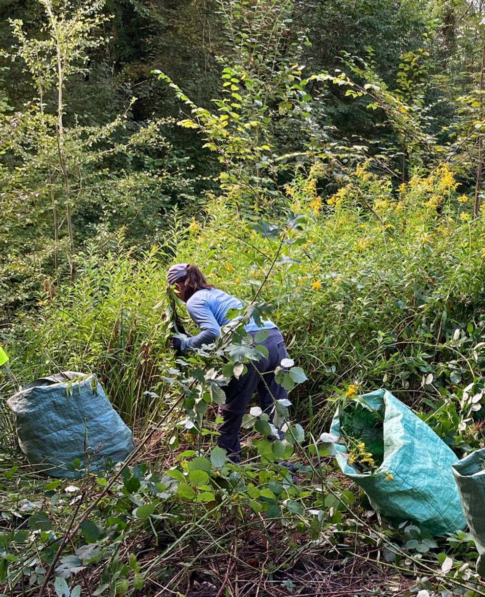Mensch reisst Goldruten in einem Pro Natura Schutzgebiet aus.