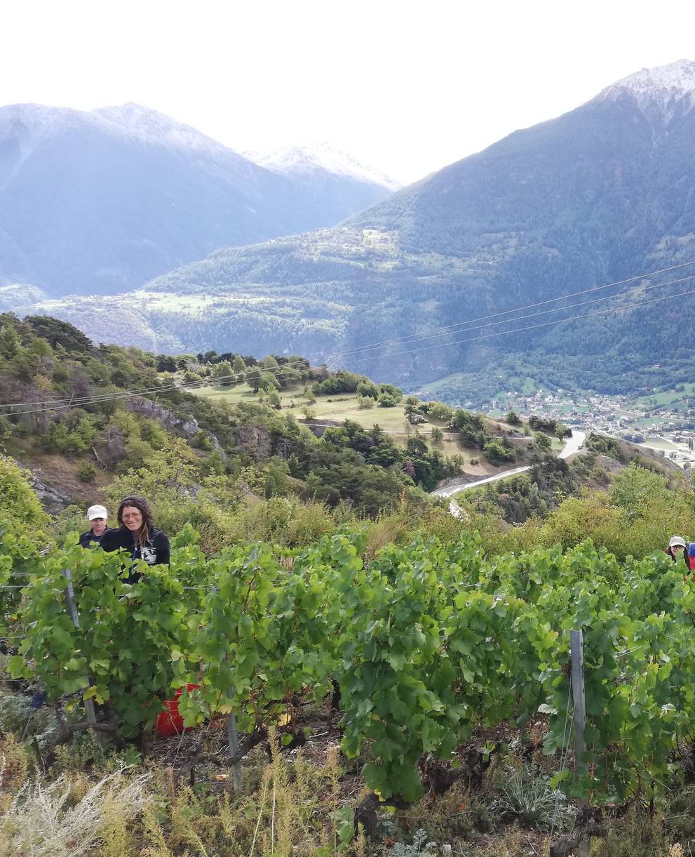 Rebberg in Leuk (VS)