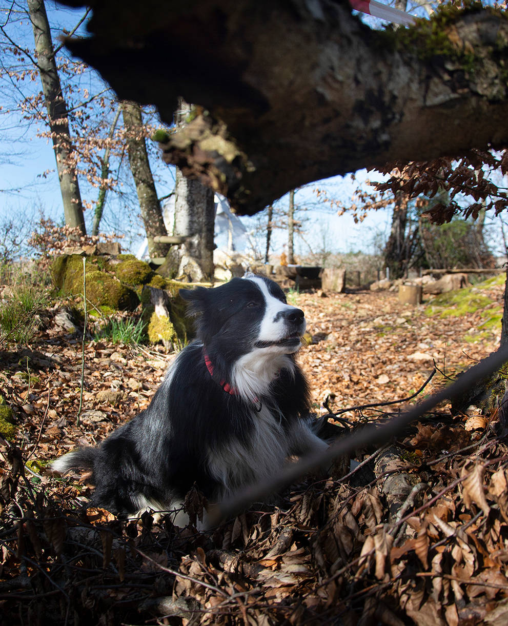 Der Spürhund zeigt seiner Leitperson einen Käfer an, den er in einem Stamm gefunden hat.