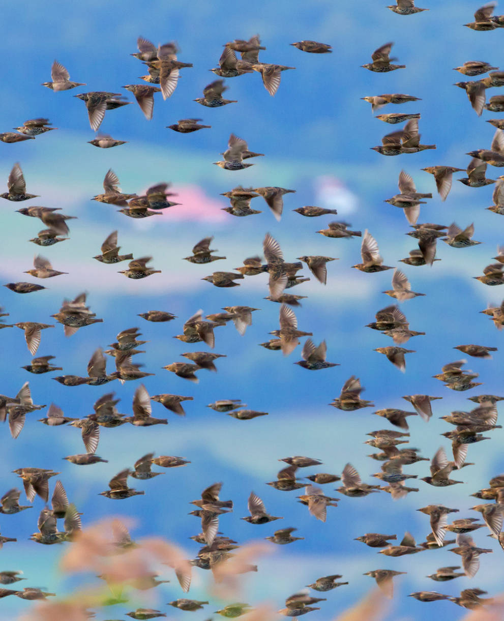 Vogelschwarm (Sturnus Vulgaris) in Neuchatel