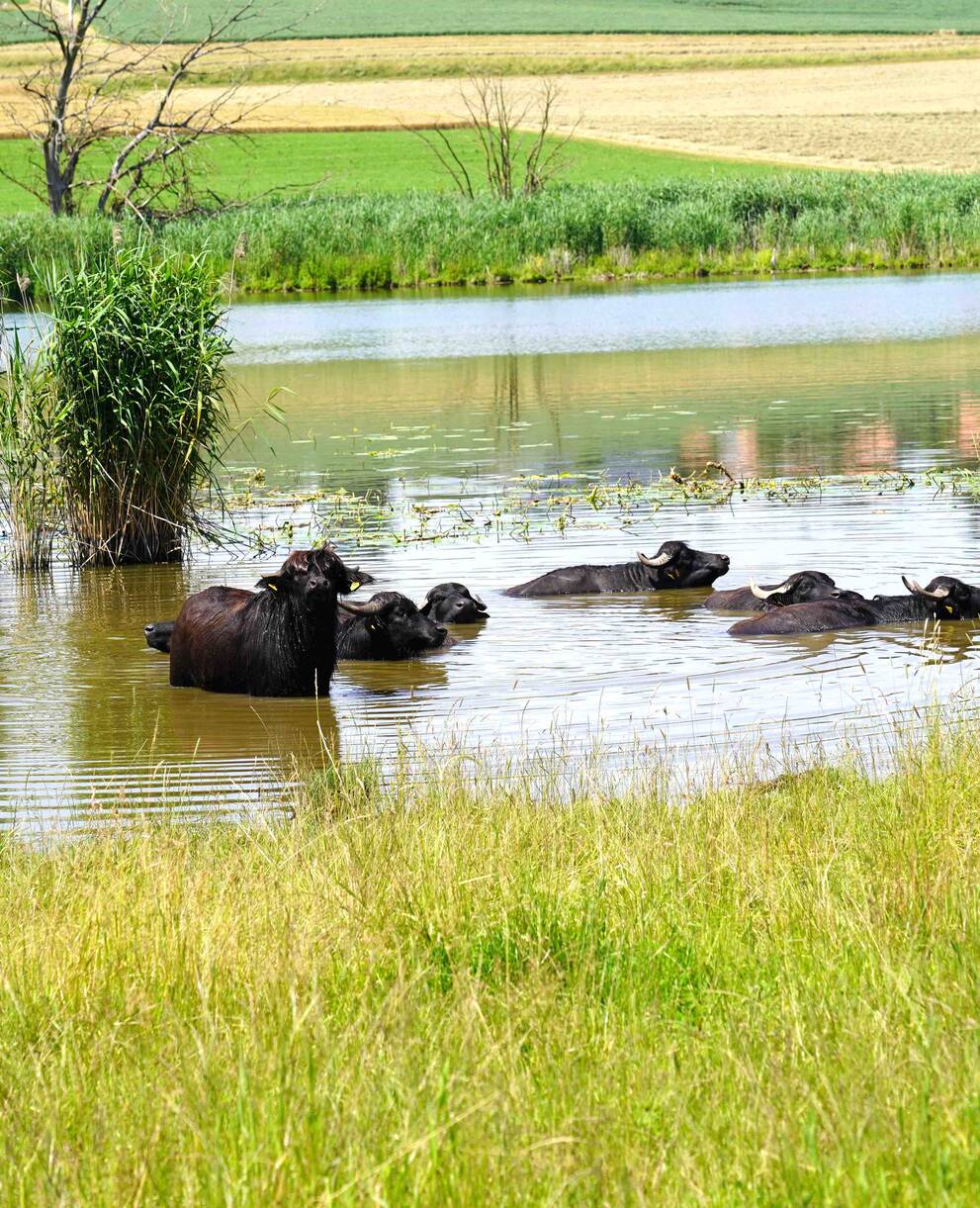 Sie fühlen sich sichtlich wohl im Lobsigensee: Die momentan sieben Wasserbüffel präsentierten sich während der Exkursion nach der Preisverleihung. © Richard Geer