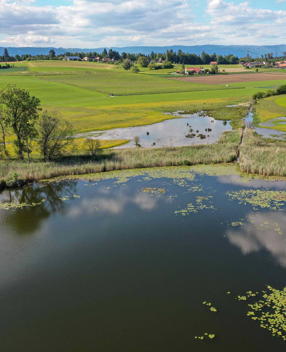 Bedrohte Paradiese: Feuchtgebiete sind die am stärksten bedrohten Lebensräume in der Schweiz. © Timon Bucher, Urbanum AG 