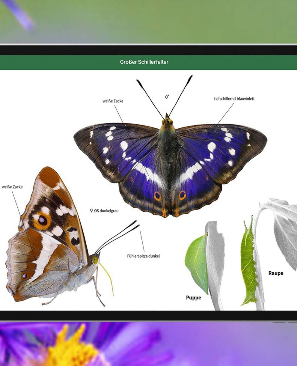Screenshot aus der App Pro Natura Insektenführer