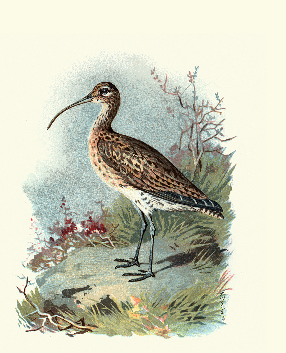 Illustration eines Brachvogels