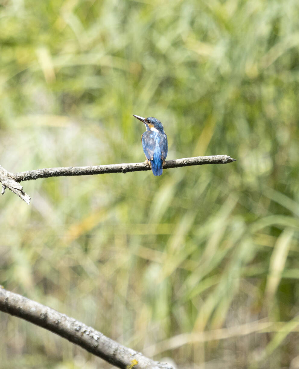 Eisvogel sitzt auf Ast