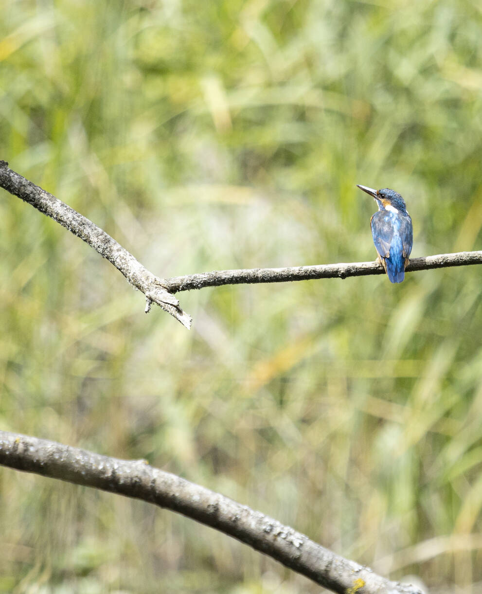 Eisvogel sitzt auf Ast