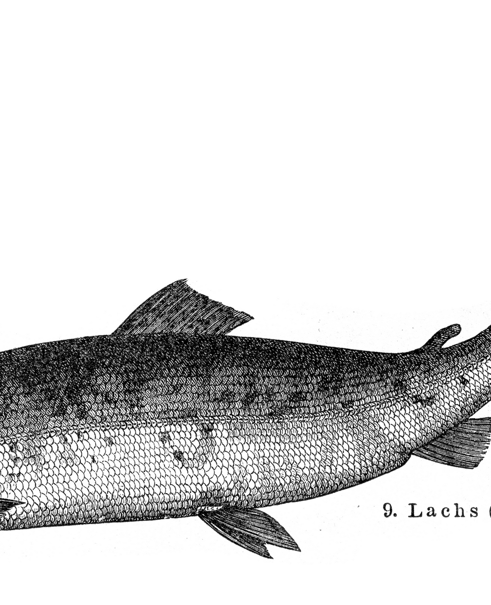 Illustration Lachs