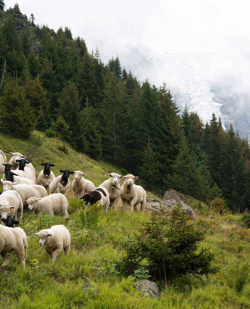 Schafherde im Lauterbrunnental