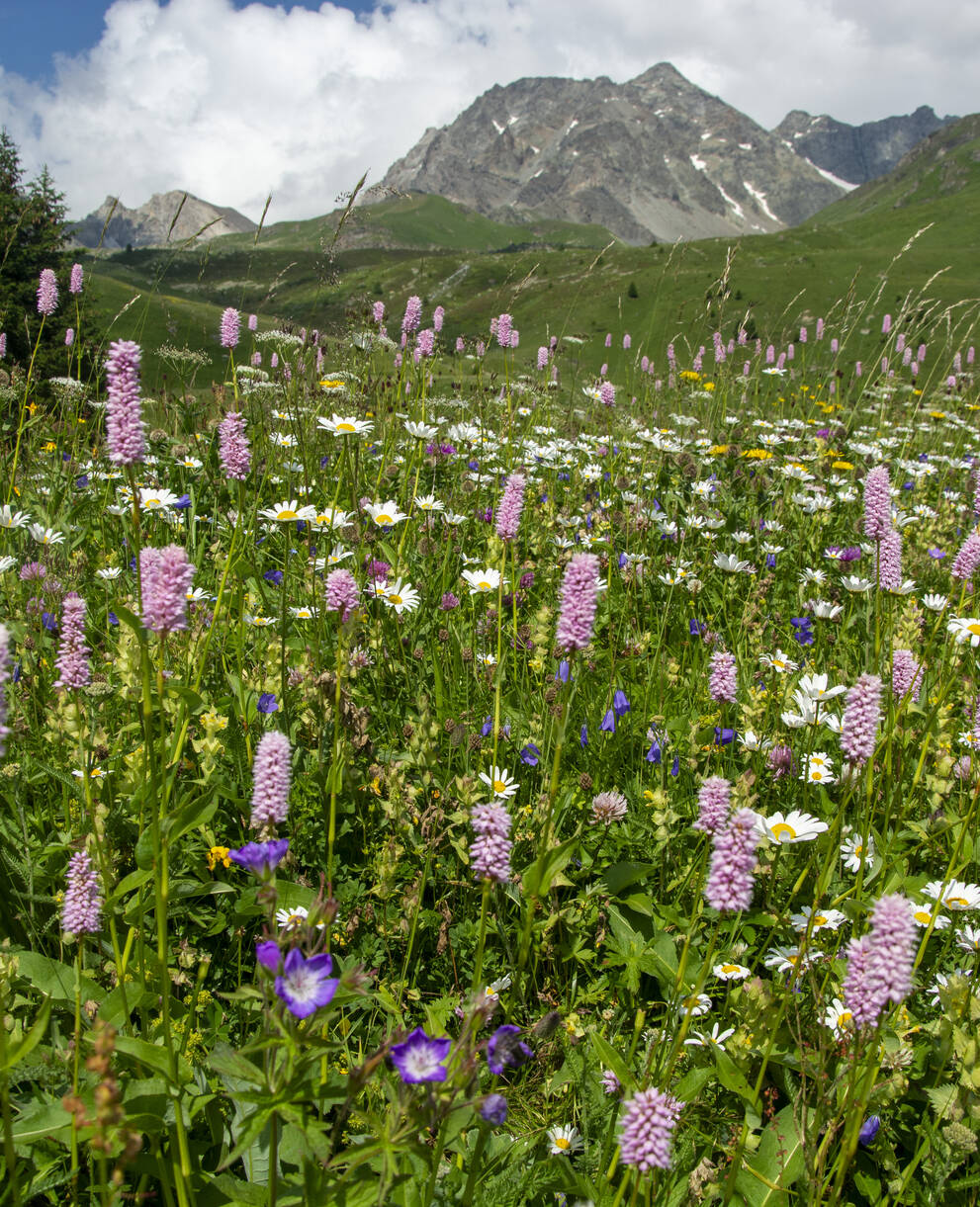 Biodiversität auf der Alp Flix