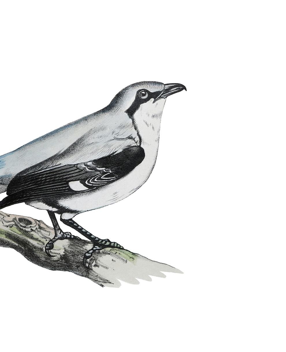 Illustration d'une pie grièche-grise