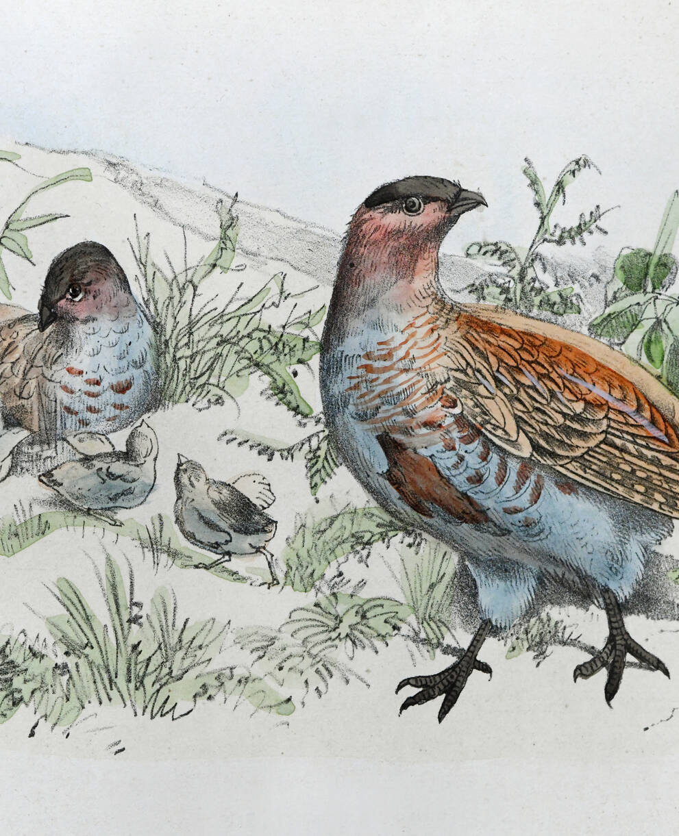 Illustration eines Rebhuhns