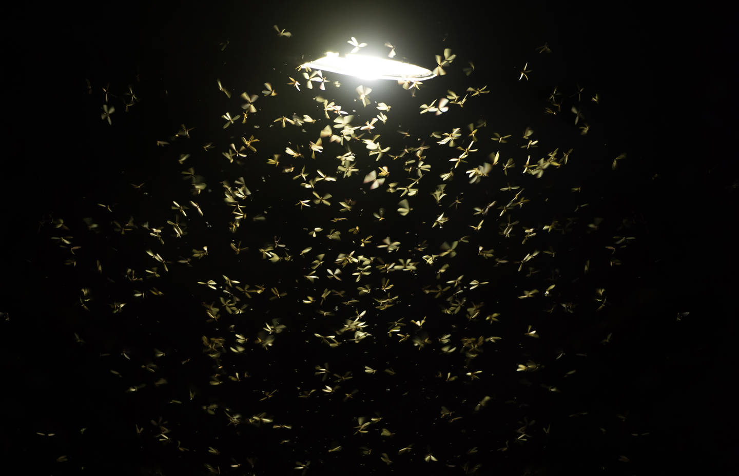 Schmetterlinge im Dunkeln fliegen zu einer Lichtquelle