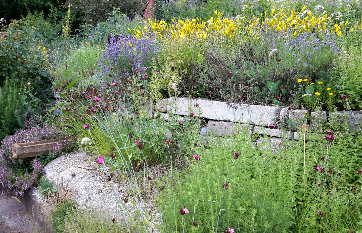 Artenreiches Staudenbeet