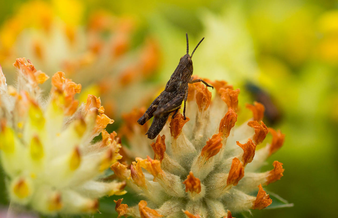 Blumenwiese mit Insekt