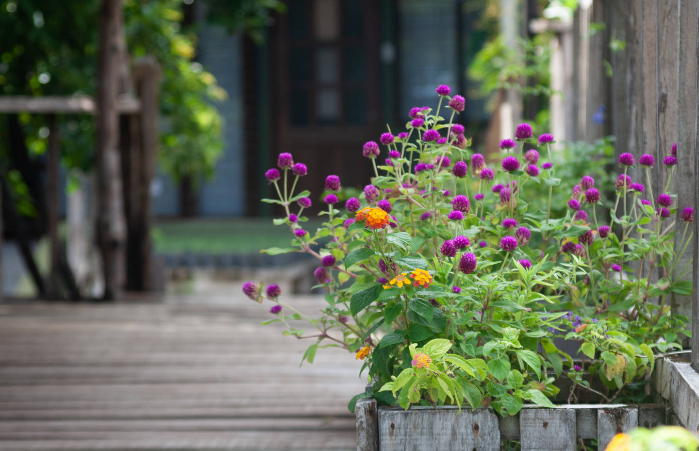 Wildblumen wachsen im Holztopf auf einer Terrasse