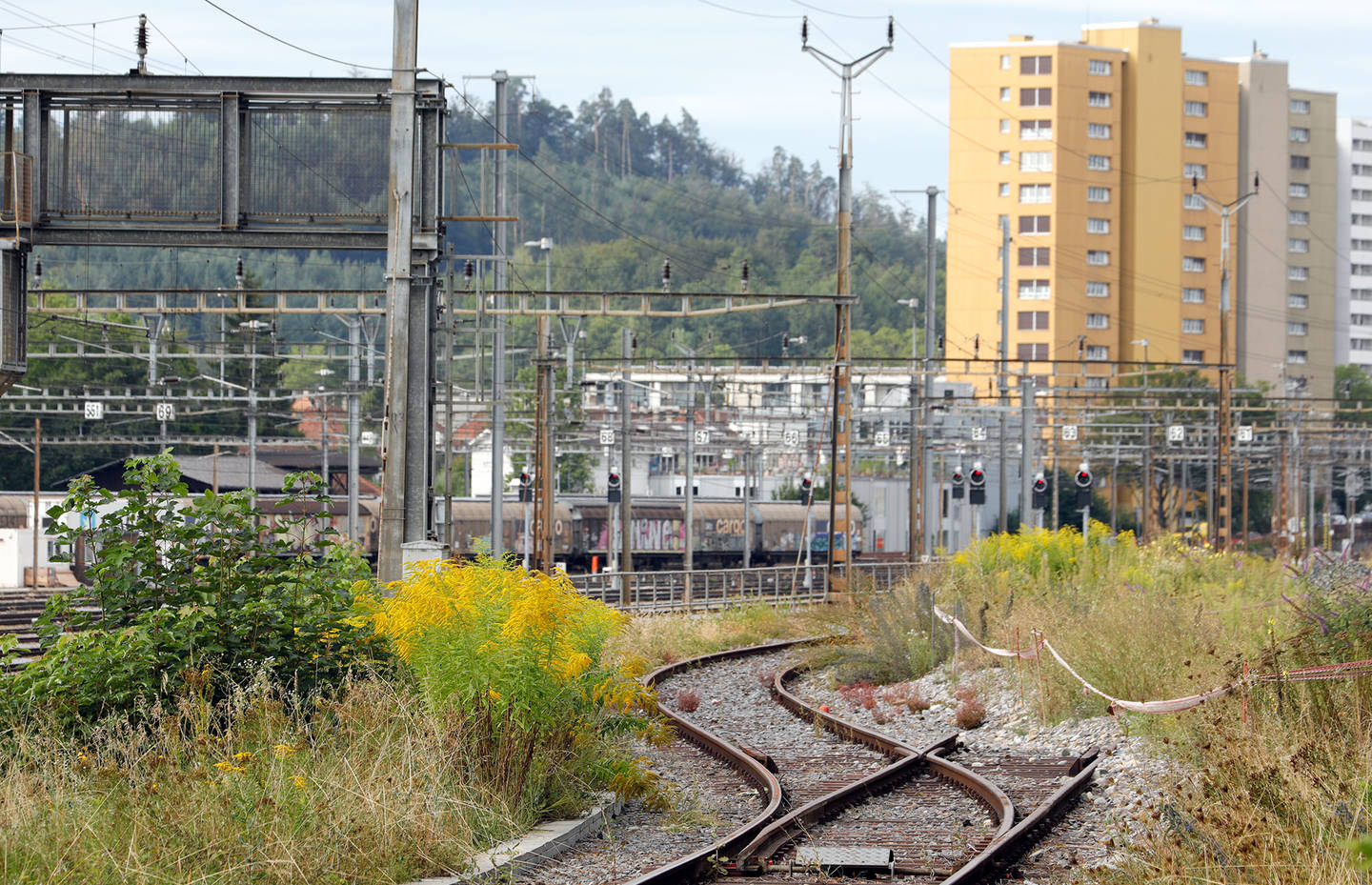 La verge d'or canadienne et d'autres plantes envahissantes sont également souvent présentes au bord des infrastructures de transport.