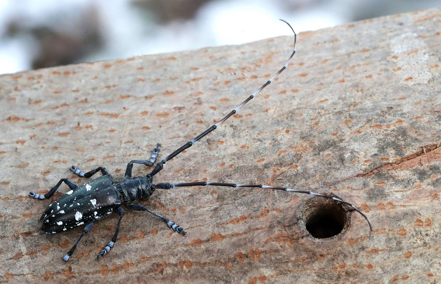 Asiatischer Laubholzbockkäfer auf einem Baumstamm.
