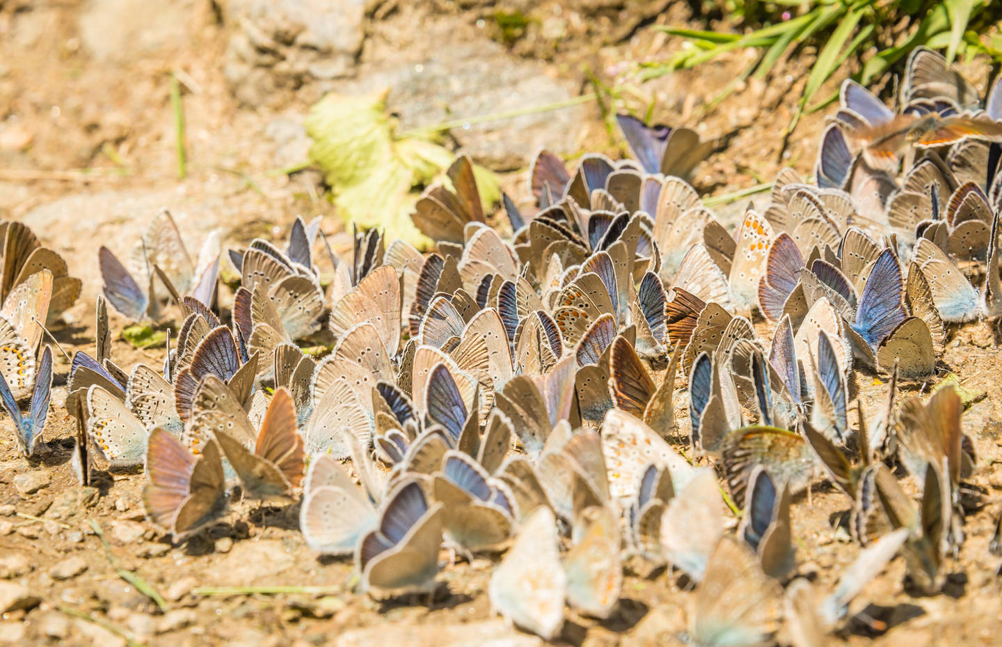 Rotklee-Bläuling im Wallis