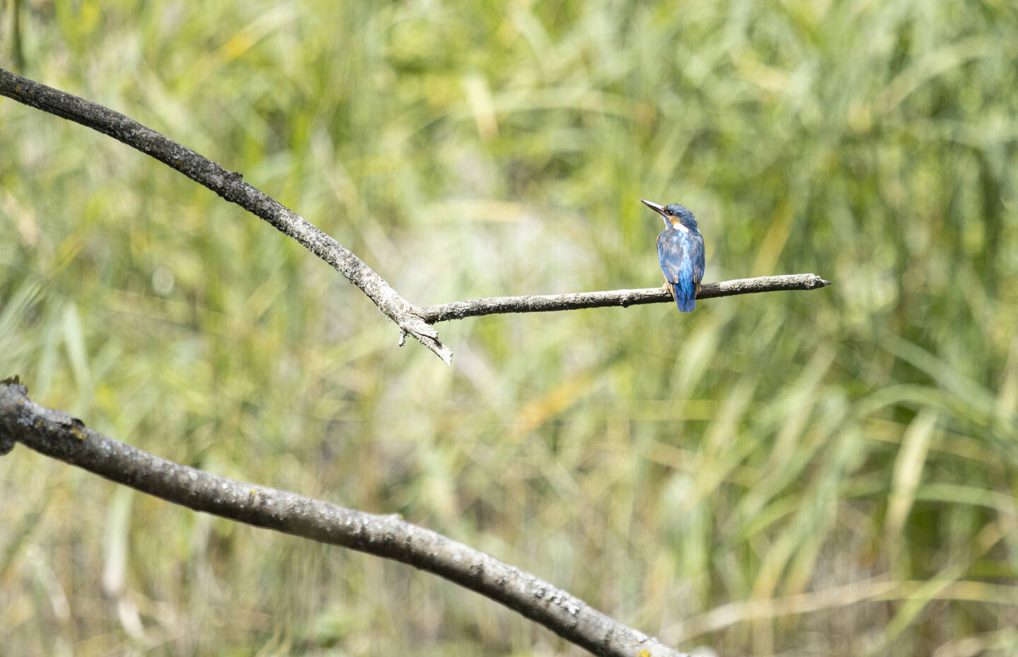 Eisvogel sitzt auf Ast