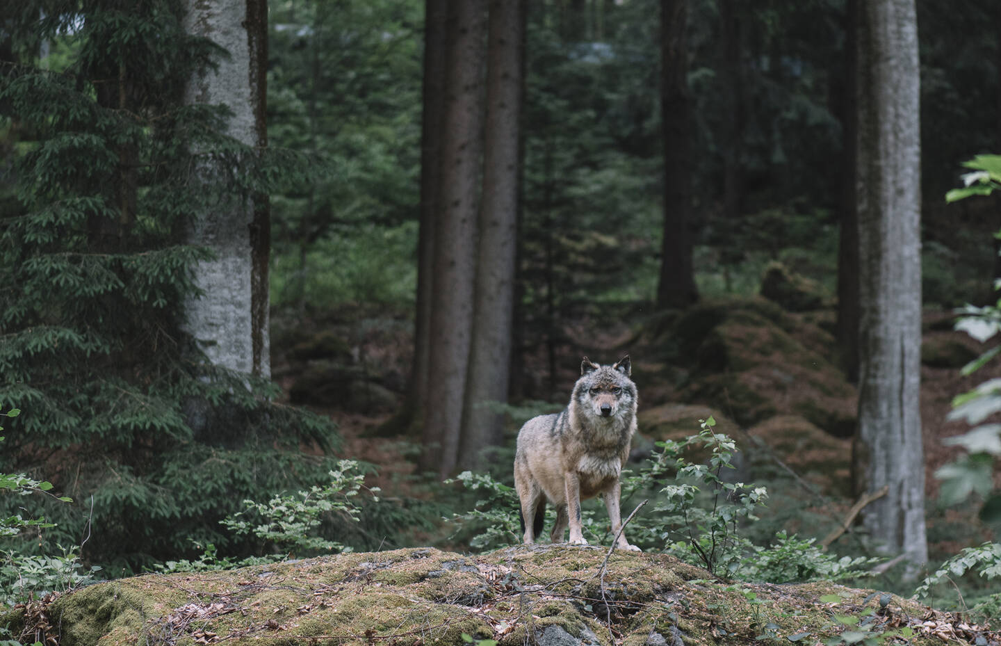 Wolf im Wald