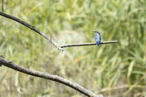 Eisvogel sitzt auf Ast