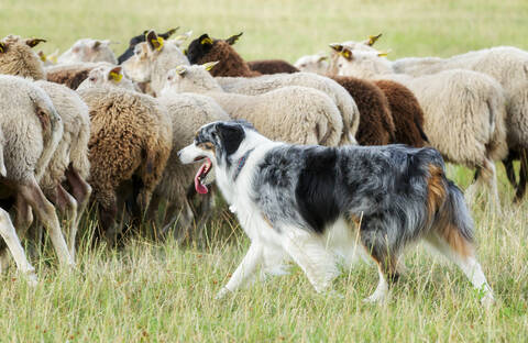 Schafherde mit Herdenschutzhund