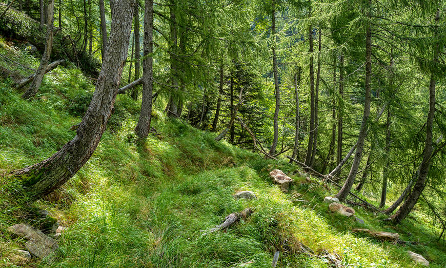 Wald im Val Cama