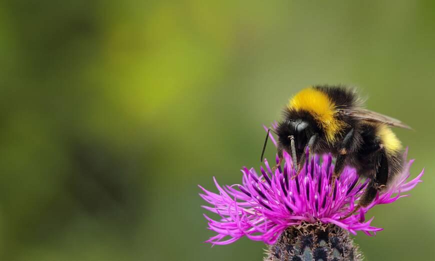 Titelbild Biodiversitätskampagne