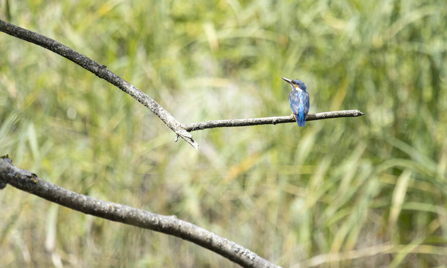 Eisvogel sitzt auf Ast