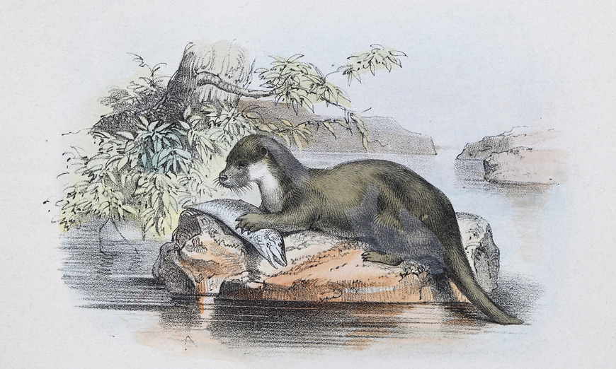 Illustration eines Fischotter