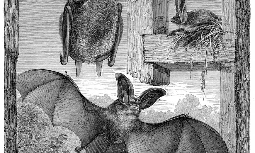 Illustration einer Fledermaus (Plecoturs austriacus)